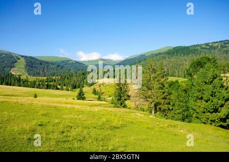 paesaggio di campagna in estate. alberi sui campi e colline coperte di erba verde che rotola attraverso il paesaggio alla luce del mattino. cresta di montagna in Foto Stock