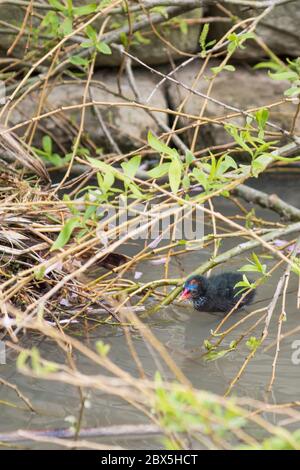 Un comune Moorhen Gallinula chloropus pulcino in un lago a Newquay in Cornovaglia. Foto Stock