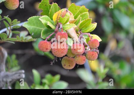 I frutti maturi dell'albero della fragola. (Arbutus unedo) Foto Stock