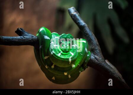 Green Tree python Foto Stock
