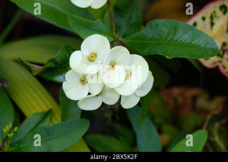 Euphorbia milii, la corona di spine, chiamata Corona de Cristo in America Latina, è una specie di pianta fiorente della famiglia Euphorbiaciae Foto Stock