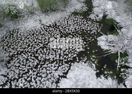 Beawer World. Palude di Beaver con casa animale e neve primaverile, vista aerea Foto Stock