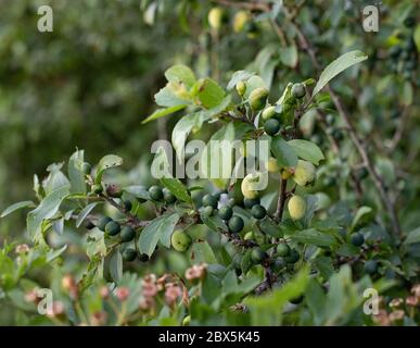 Sloe attaccato da grumb gall Foto Stock