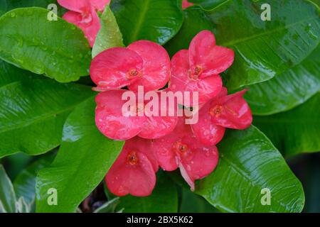 Euphorbia milii, la corona di spine, chiamata Corona de Cristo in America Latina, è una specie di pianta fiorente della famiglia Euphorbiaciae Foto Stock