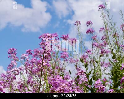 Angolo ascendente del razzo di dame, fiori di campo viola, che cresce in natura, guardando verso l'alto il cielo piuttosto blu con le nuvole bianche per uno sfondo! Foto Stock