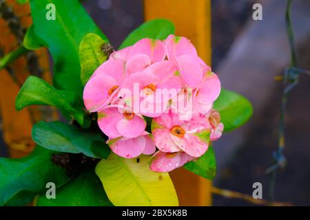 Euphorbia milii, la corona di spine, chiamata Corona de Cristo in America Latina, è una specie di pianta fiorente della famiglia Euphorbiaciae Foto Stock