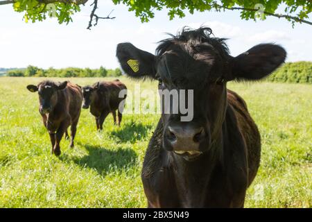 Aberdeen Angus Crossbreed Cattle, Hattingley, Medstead, Alton, Hampshire, Inghilterra, Regno unito. Foto Stock