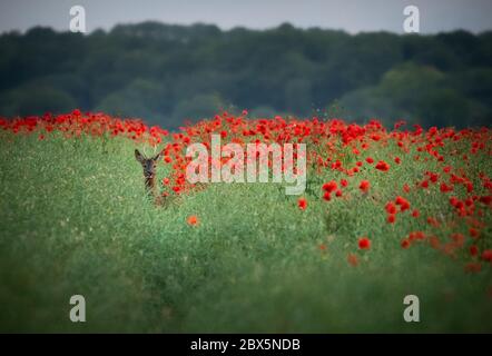 Dorchester, Dorset, Regno Unito. 5 Giugno 2020. Regno Unito Meteo. Un cervo cammina tra un vivace campo di papavero rosso nel Dorset occidentale. Credito: DTNews/Alamy Live Foto Stock