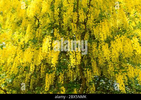 Maggiociondolo giallo tree anche sapere come una catena di golden tree. Hampshire, Inghilterra, Regno Unito. Foto Stock