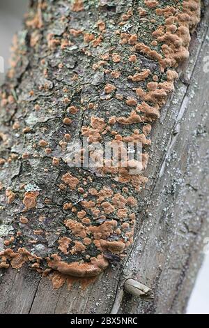 Phellinus viticola, polipore marrone dalla Finlandia senza nome inglese comune Foto Stock