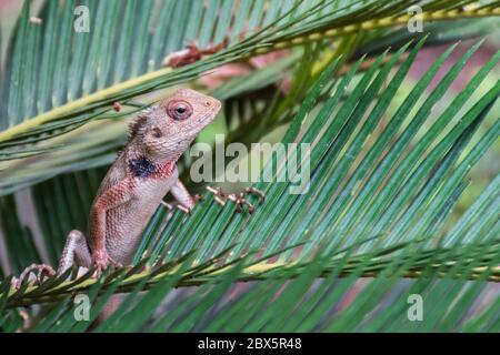 Oriental Garden Lizard (Calotes versicolor) che si starrà da un ramo Foto Stock