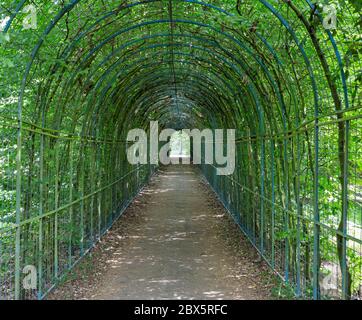 A con piante rampicanti passaggio in giardino Foto Stock