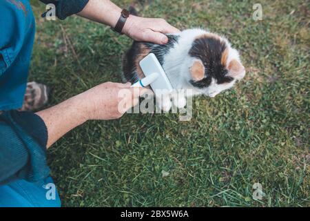 Mani dell'uomo che spazzolano il gatto con pennello bianco, mammifero, animale concetto Foto Stock