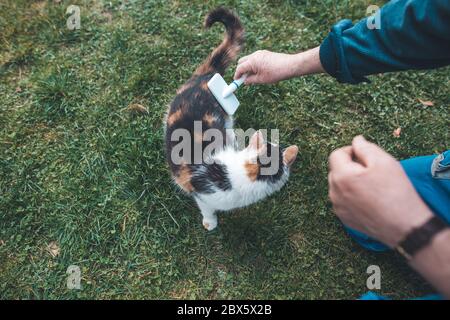 Mani dell'uomo che spazzolano il gatto con pennello bianco, mammifero, animale concetto Foto Stock