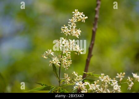 azadirachta indica ayurvedica medicinale o foglie e fiori di Neem. Albero medicinale indiano molto potente. Foto Stock