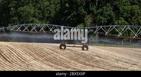 Cracovia am See, Germania. 03 giugno 2020. Un impianto sprinkler mobile irriga un campo vicino a Cracovia am See nel Meclemburgo-Vorpommern. La siccità nel nord sta diventando sempre più grave. Credit: Lord-Lord/dpa-Zentralbild/ZB/dpa/Alamy Live News Foto Stock