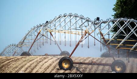 Cracovia am See, Germania. 03 giugno 2020. Un impianto sprinkler mobile irriga un campo vicino a Cracovia am See nel Meclemburgo-Vorpommern. La siccità nel nord sta diventando sempre più grave. Credit: Lord-Lord/dpa-Zentralbild/ZB/dpa/Alamy Live News Foto Stock