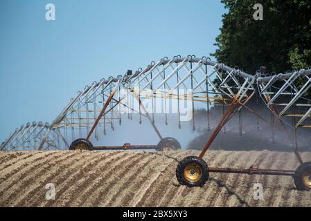 Cracovia am See, Germania. 03 giugno 2020. Un impianto sprinkler mobile irriga un campo vicino a Cracovia am See nel Meclemburgo-Vorpommern. La siccità nel nord sta diventando sempre più grave. Credit: Lord-Lord/dpa-Zentralbild/ZB/dpa/Alamy Live News Foto Stock