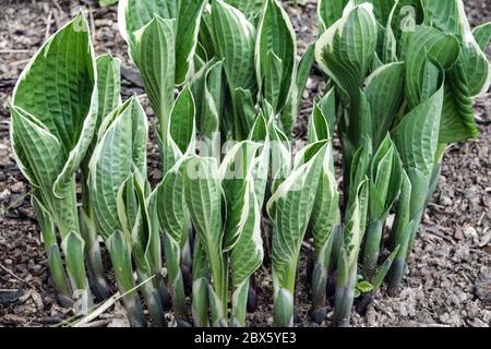 Hosta Green Gold foglia spara Foto Stock