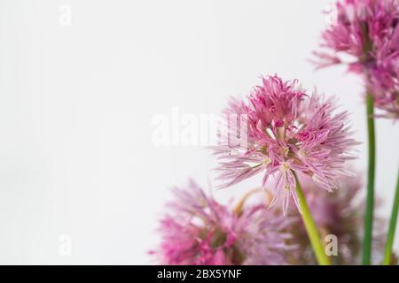 Aglio rosa fiori su sfondo bianco Allium roseum (Rosy aglio) Foto Stock
