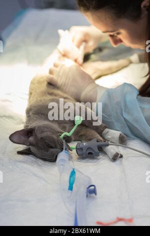 Preparazione per la sterilizzazione del gatto in una clinica veterinaria, gatto su un tavolo operatorio, veterinario esamina un gatto prima di un intervento chirurgico. Vet facendo gatto ster Foto Stock