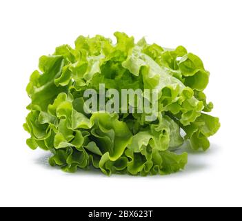 Foglie di lattuga fresche isolate su sfondo bianco. Salat con gocce d'acqua. Foto Stock