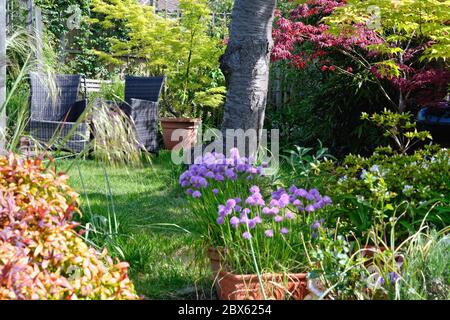 Un giardino suburbano molto lussureggiante e colorato, catturato nella luce solare estiva della mattina presto, Shepperton Surrey UK Foto Stock