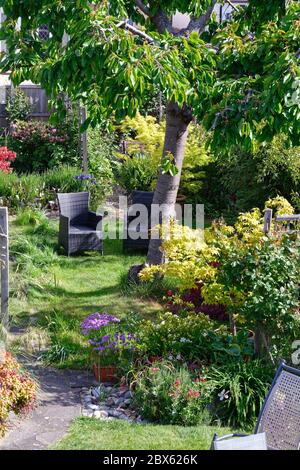 Un giardino suburbano molto lussureggiante e colorato, catturato nella luce solare estiva della mattina presto, Shepperton Surrey UK Foto Stock