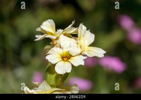 Erba pallida pallido pallido palpebre (erba pallida pallido palpebre, sisyrinchium striatum) che cresce in un giardino a Sussex, Regno Unito Foto Stock