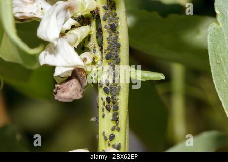 Afidi di fagioli neri (Aphis fabae) Foto Stock