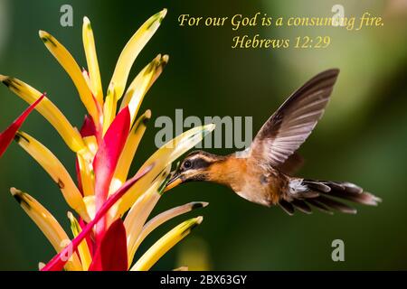 Versi biblici ispiratori, incoraggianti e edificanti stampati su una bella fotografia di uccelli. Foto Stock