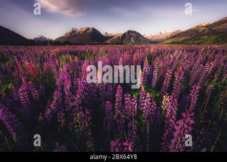 Fiori di Lupin in fiore, Isola del Sud, Nuova Zelanda Foto Stock