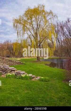 un salice albero sullo stagno in primavera foglie gialle Foto Stock