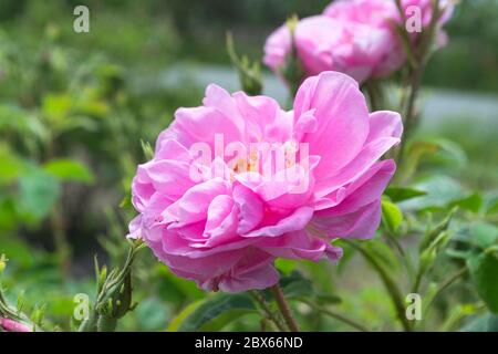 Rosa Damascena. Rose Valley Karlovo Kazanlak. Olio di rosa bulgaro. Petali della Rosa di Damasco. Fiori appena raccolti Rosa Damascena. Giardini di rose Foto Stock