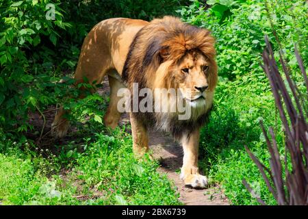 Un leone selvaggio con una grande cravata di arance orange di passeggiate sui capelli lungo un sentiero forestale tra arbusti verdi in sole ore diurne. Primo piano. Foto Stock
