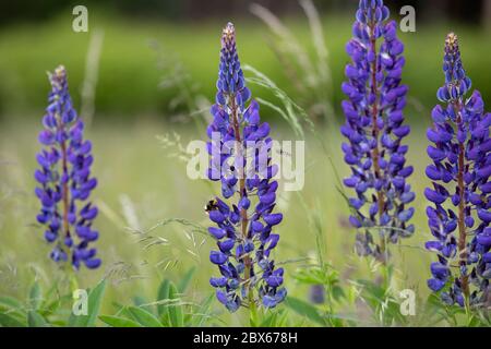 Primo piano di Wild Blue testa di fiore lupino sul prato con alcuni insetti raccogliere polline. (Lupin polifyllus). Fioritura primaverile. Foto Stock