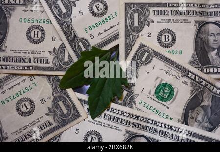 Due foglie verdi che giacciono sulla banca americana del dollaro note.dollar e foglia di albero Foto Stock