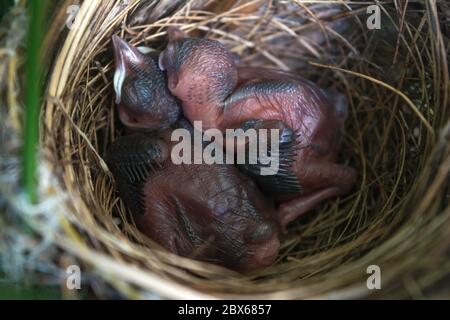 Nuovo uccello nato senza piume. Uccelli che dormono nel nido in attesa di madre per portare il cibo. Foto Stock