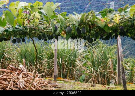 granadilla, colture passiflora, frutti appesi al trellis, ancora frutti verdi Foto Stock