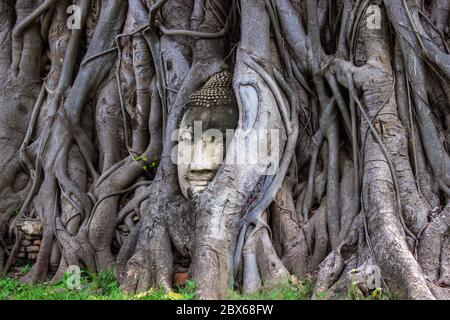 Testa della statua di Buddha nella radice di un albero bodhi a Wat Mahathat in Ayutthaya Thailandia. Foto Stock