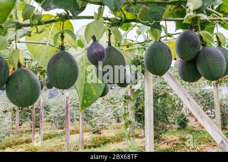 granadilla, colture passiflora, frutti appesi al trellis, ancora frutti verdi Foto Stock