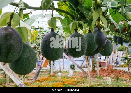 granadilla, colture passiflora, frutti appesi al trellis, ancora frutti verdi Foto Stock