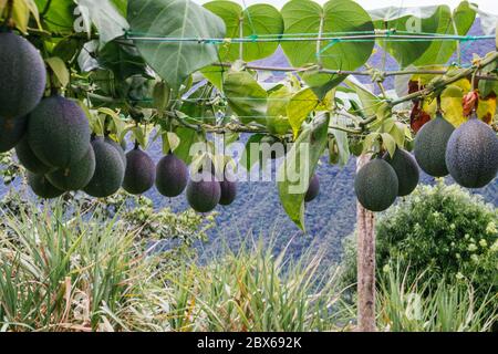 granadilla, colture passiflora, frutti appesi al trellis, ancora frutti verdi Foto Stock