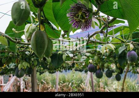 granadilla, colture passiflora, frutti appesi al trellis, ancora frutti verdi Foto Stock