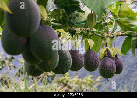 granadilla, colture passiflora, frutti appesi al trellis, ancora frutti verdi Foto Stock