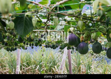 granadilla, colture passiflora, frutti appesi al trellis, ancora frutti verdi Foto Stock