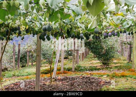 granadilla, colture passiflora, frutti appesi al trellis, ancora frutti verdi Foto Stock