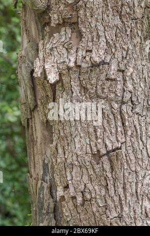 Corteccia di olmo briddled con piccoli buchi di insetto che spargono e che si staccano dal tronco. Pensò di essere inglese Elm come altri Elms nello stesso cluster e corteccia cavalcato. Foto Stock