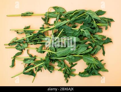 Menta piperita nel processo di essiccazione su sfondo arancione chiaro. La menta piperita non è ancora completamente secca, ma non fresca Foto Stock