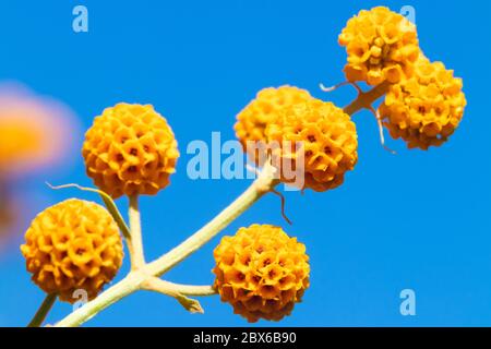 La Buddleia globosa ( Golden Ball ) che crescono in un giardino in Fife, Scozia. Foto Stock